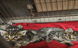 Mixed Breed cats for sale: Four beautiful kittens Ready to go - Image 10