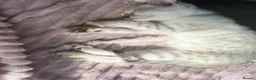 Bengal cats for sale: 2 stunning male seal lynx point (snow) bengals in Newcastle upon Tyne - Advert 15