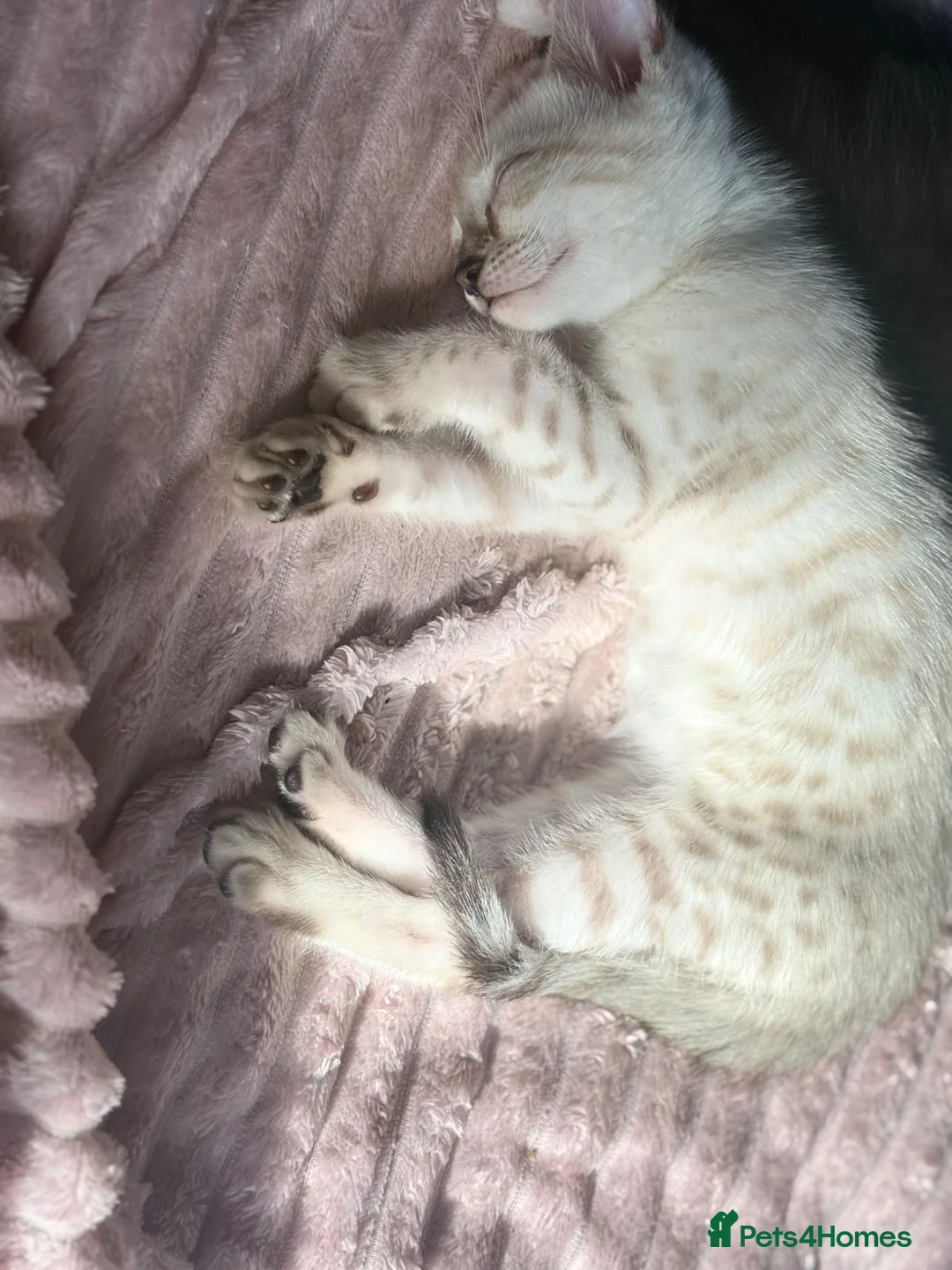 Bengal cats for sale: 2 stunning male seal lynx point (snow) bengals in Newcastle upon Tyne - Advert 15