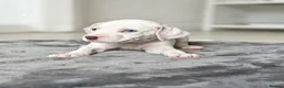 Dalmatian dogs for sale: Dalmation Puppies - Advert 7