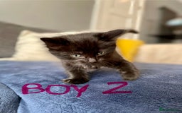 Ragdoll cats for sale: Half Ragdoll KITTENS - Image 26