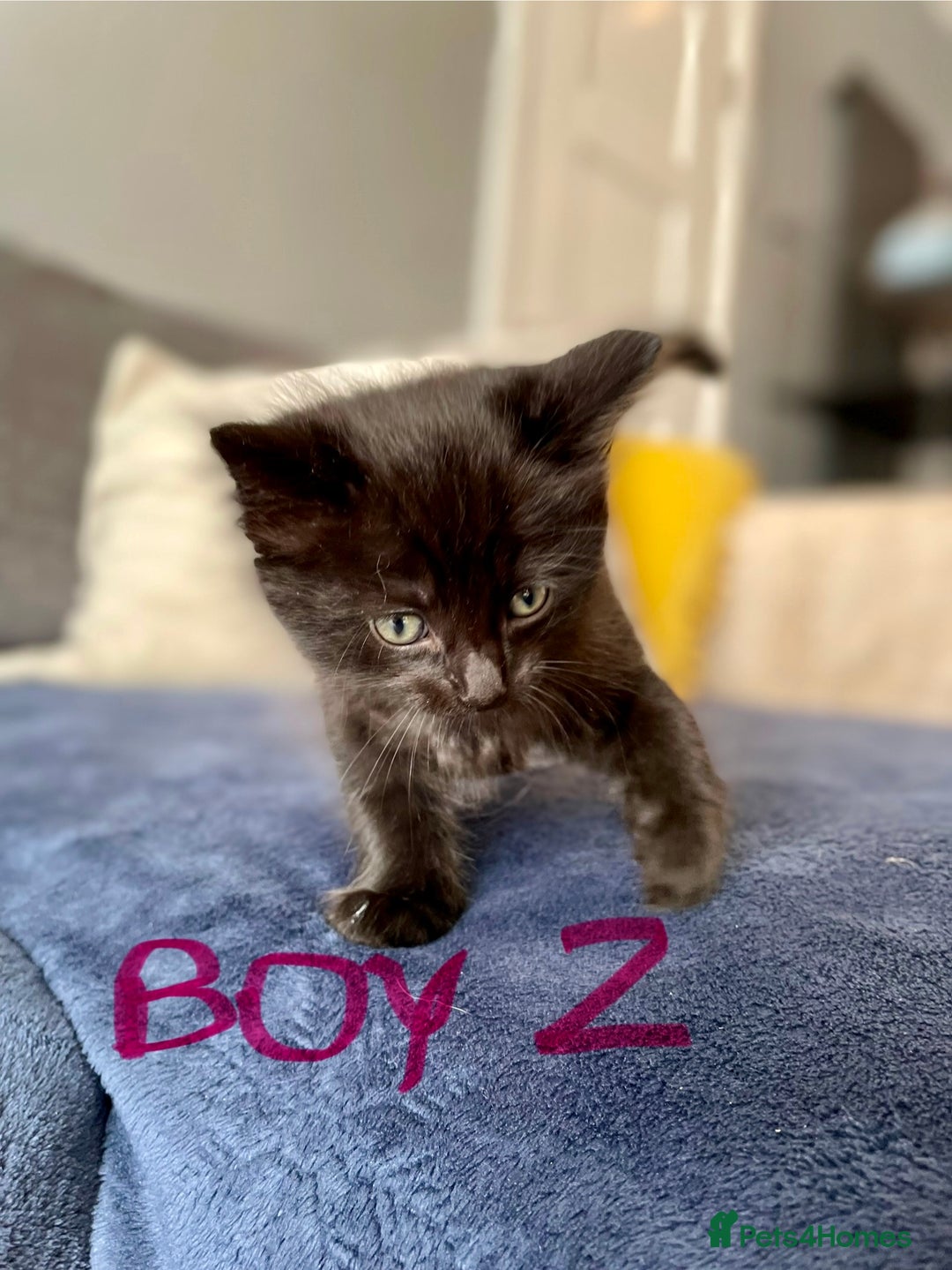 Ragdoll cats for sale: Half Ragdoll KITTENS - Image 26