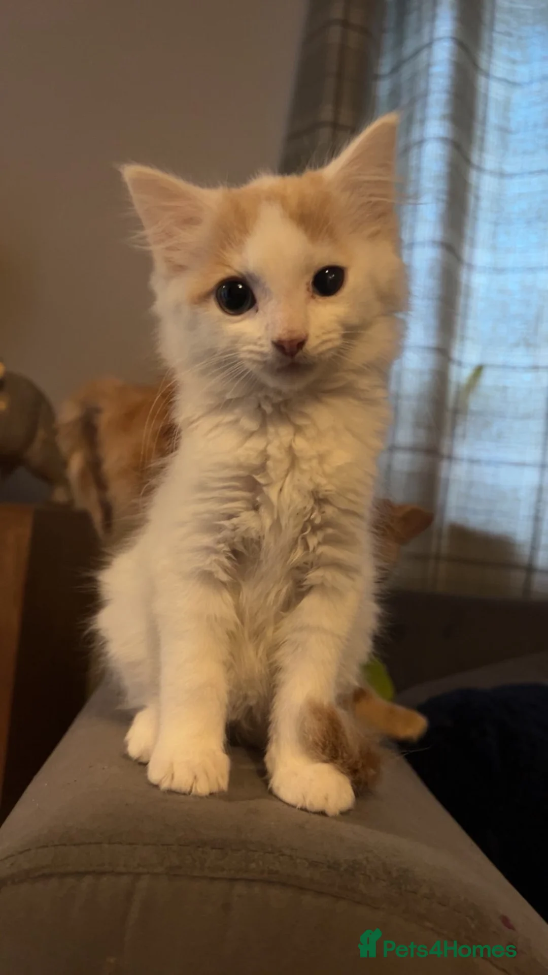 Mixed Breed cats for sale: Kitten looking for loving forever home  - Advert 1