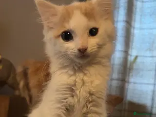 Mixed Breed cats Kitten looking for loving forever home - Advert 1