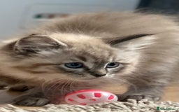 Ragdoll cats for sale: 2 Stunning 3/4 Ragdoll boys available now - Image 2