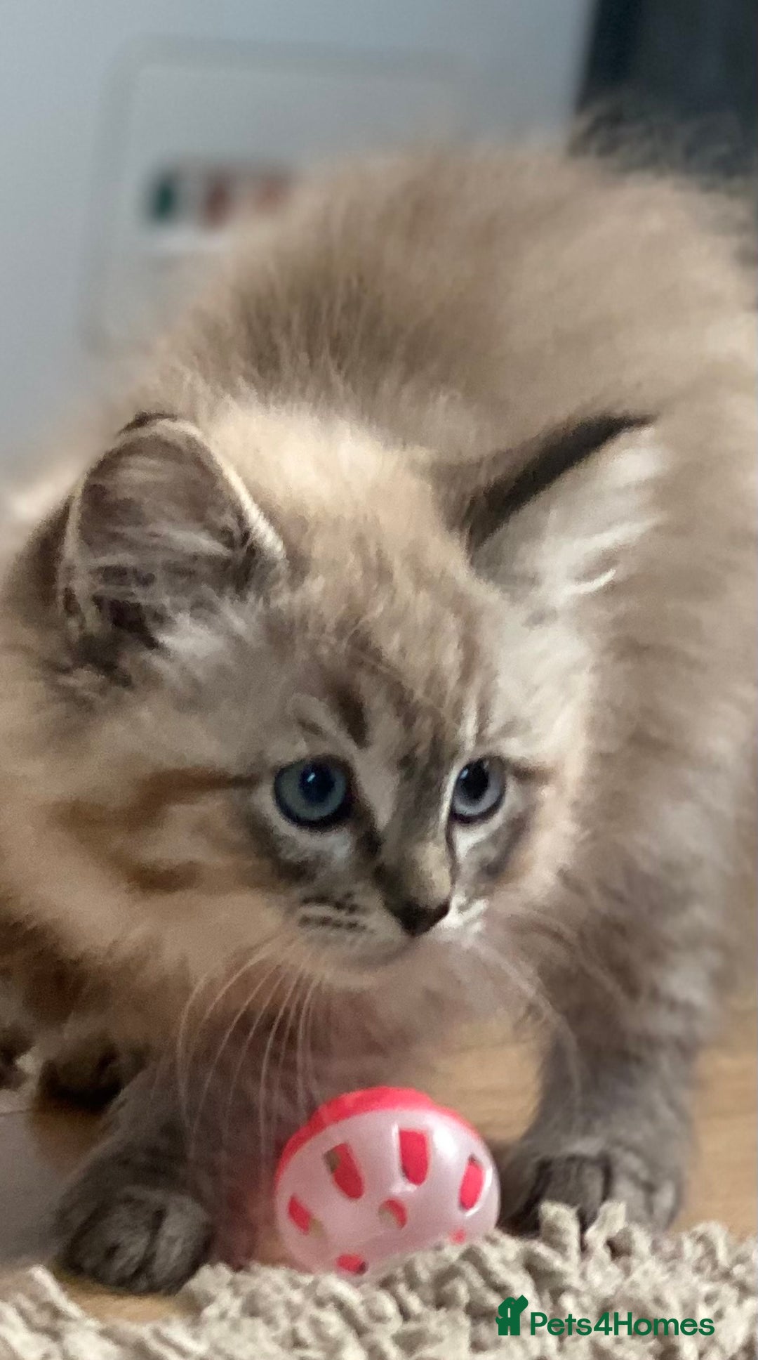 Ragdoll cats for sale: 2 Stunning 3/4 Ragdoll boys available now - Image 2
