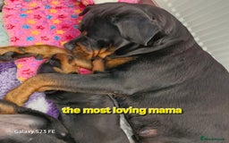 Rottweiler dogs for sale: (KC) REX & DELLAS FINAL LITTER OF QUALITY PUPS - Image 36