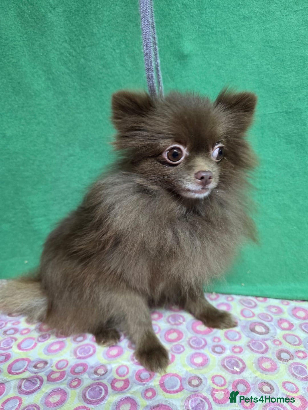 Pomeranian dogs for adoption: LOLA – Miniature Pomeranian (Female) - Advert 1