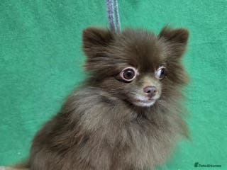 Pomeranian dogs LOLA – Miniature Pomeranian (Female) - Advert 14