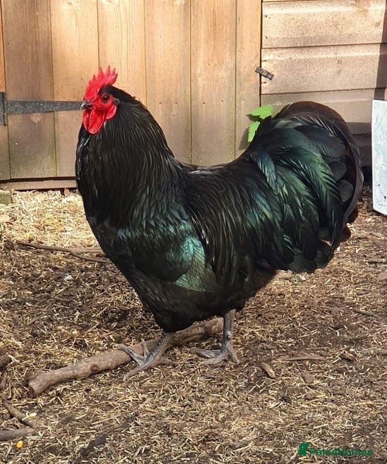 Chickens poultry Australrop Black LF hatching fertilised eggs rare - Advert 2