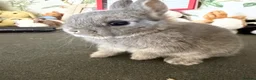 Netherland Dwarf rabbits for sale: Netherland dwarfs  - Advert 5