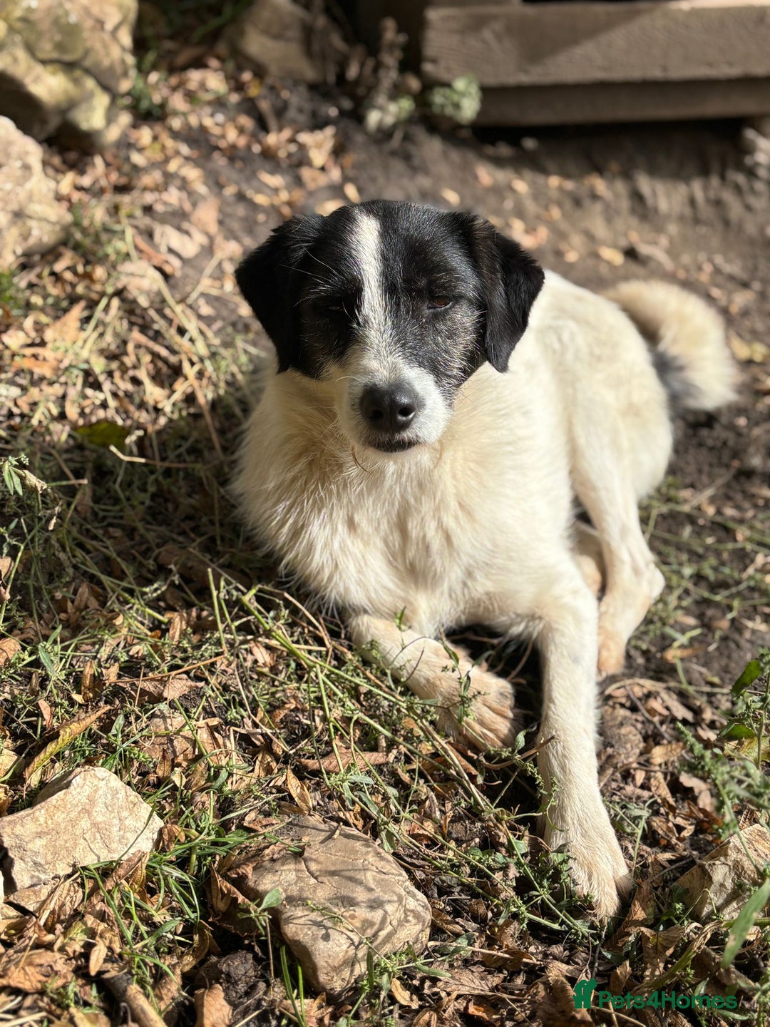 Mixed Breed dogs for adoption: Poppy ❤️ - Advert 1