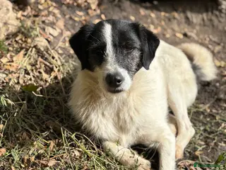 Mixed Breed dogs Poppy ❤️ - Advert 24
