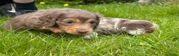 Miniature Dachshund dogs for sale: Miniature Long Haired Dachshund girl  in Congleton - Advert 6
