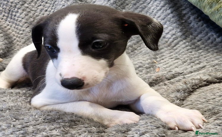 Whippet dogs - Advert 3