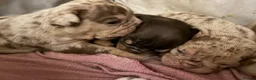 English Bulldog dogs for sale: Old English bulldogges - Advert 14