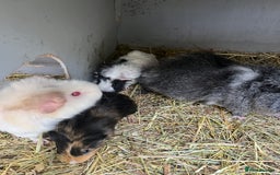 Guinea Pig rodents for sale: Baby guinea pigs - Advert 3