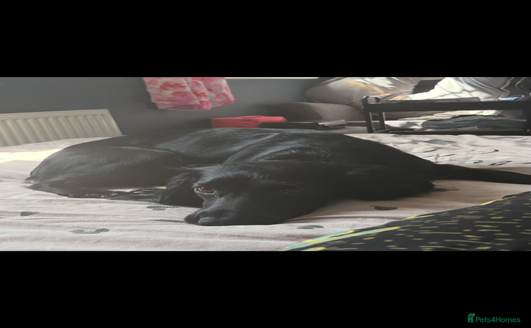 Sprocker dogs Luna  - Advert 2