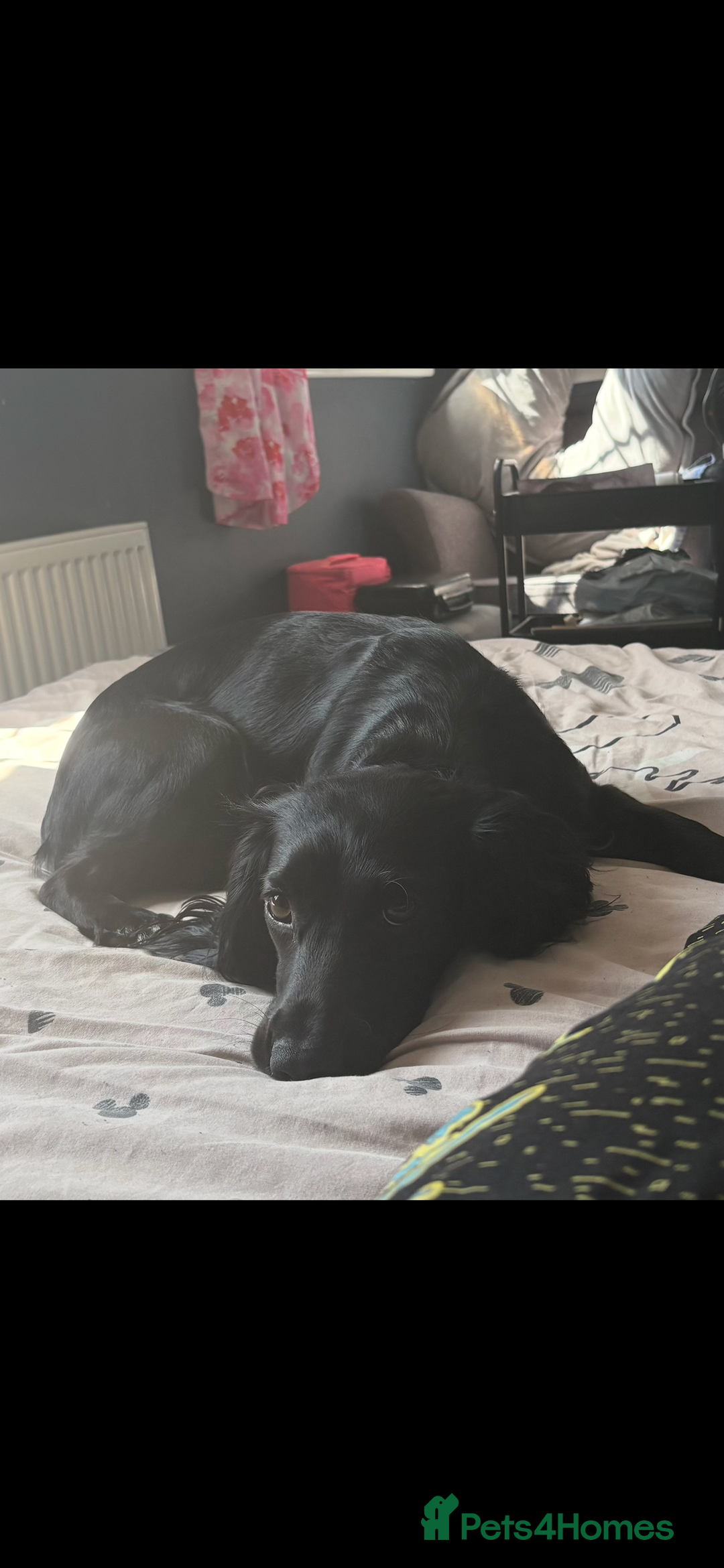 Sprocker dogs for sale: Luna  - Advert 1