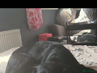 Sprocker dogs for sale: Luna - Advert 1