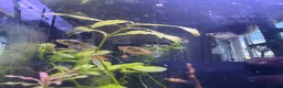 Platies fish for sale: Mixture of platy fish available  in Reading - Advert 8