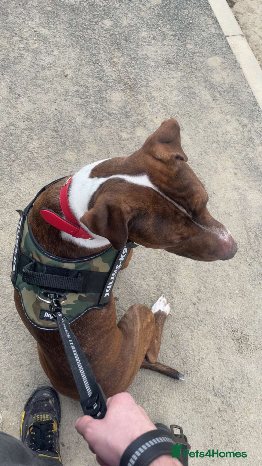 Mixed Breed dogs for sale: Price drastically reduced 11 month pup - Image 1