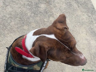 Mixed Breed dogs - Advert 9