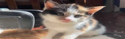 Mixed Breed cats for sale: 3 kittens - Advert 3