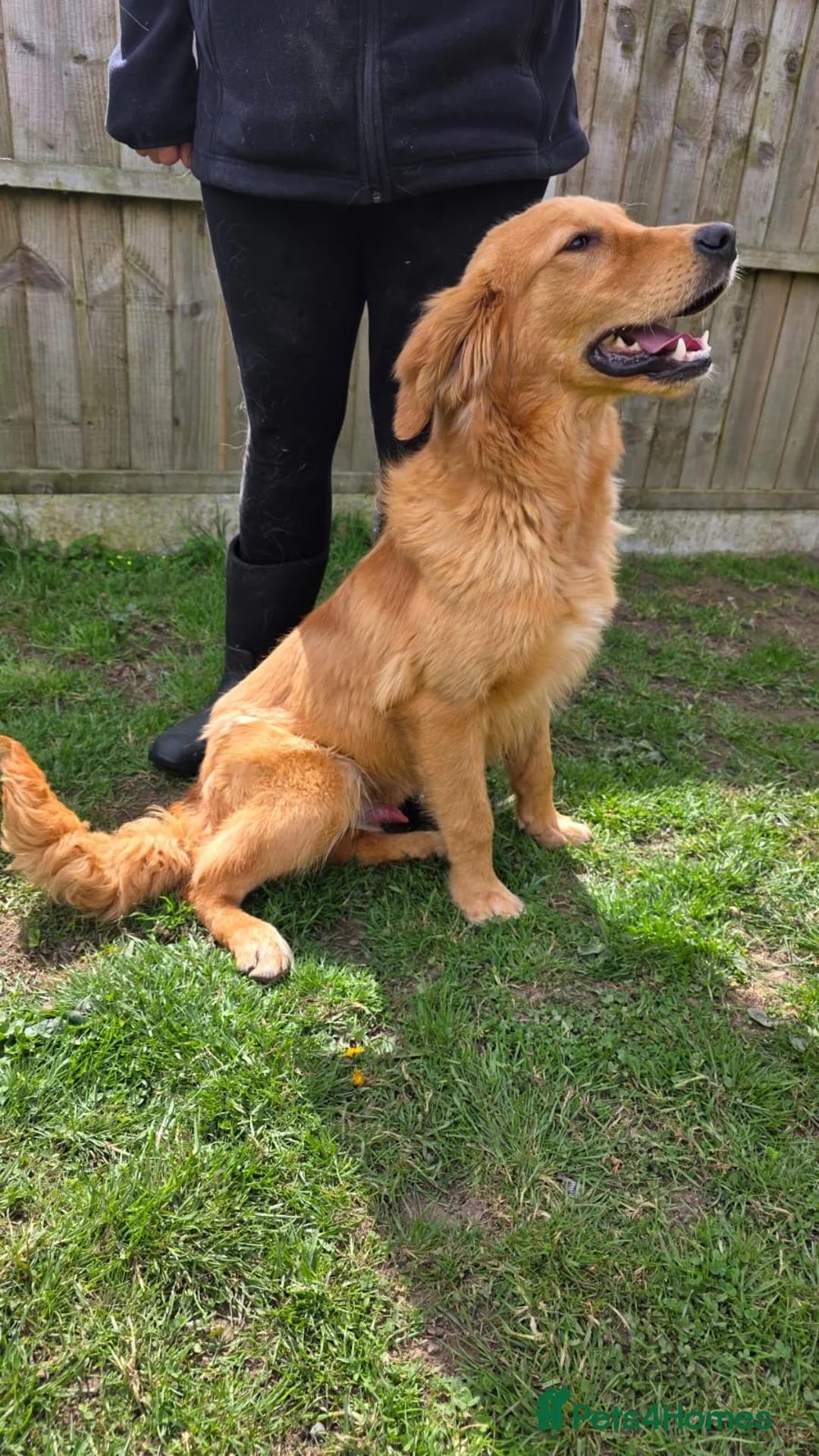 Golden Retriever dogs for sale: Marley Golden retriever  - Advert 4