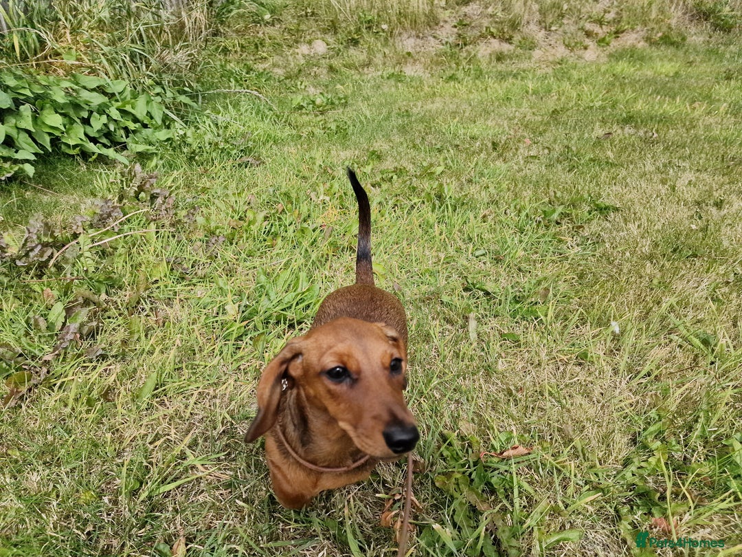 Dachshund dogs for sale: Champion sired, show quality miniature, ready now. - Image 28