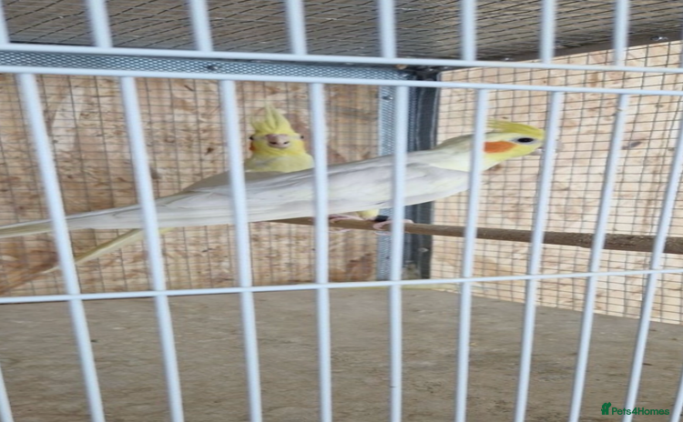 Cockatiels birds - Advert 2