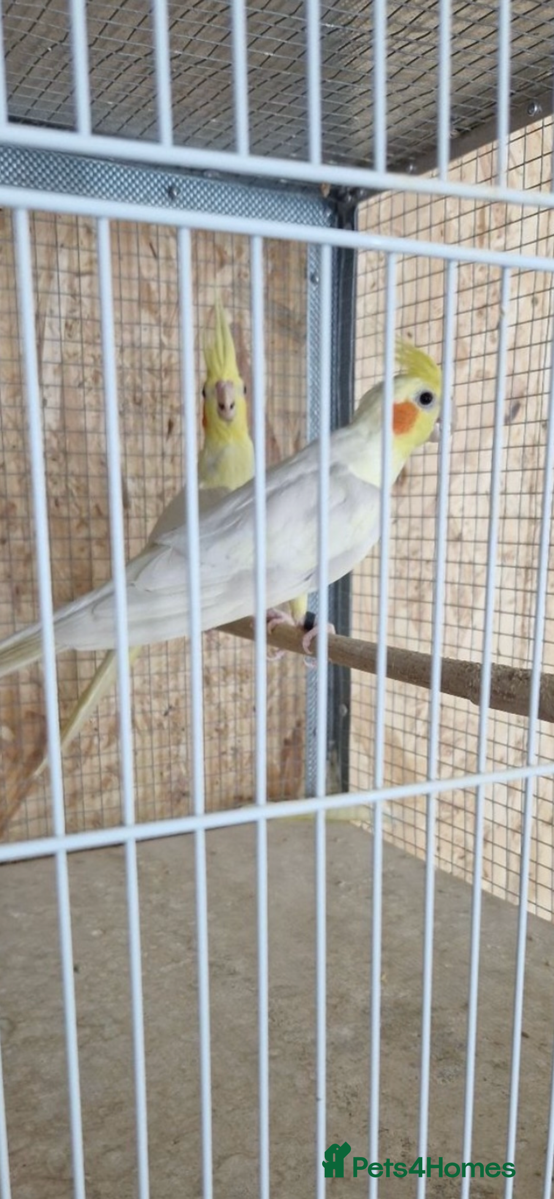 Cockatiels birds for sale: Cocktails - Image 1