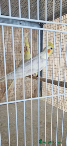 Cockatiels birds - Advert 17