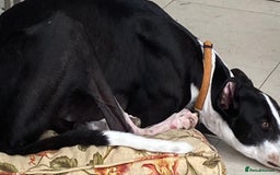 Greyhound dogs for sale: Louie loving house trained greyhound laid back - Image 2