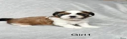 Shih Tzu dogs for sale: Beautiful Shih Tzu Puppies – Boys & Girls in Northampton - Advert 1