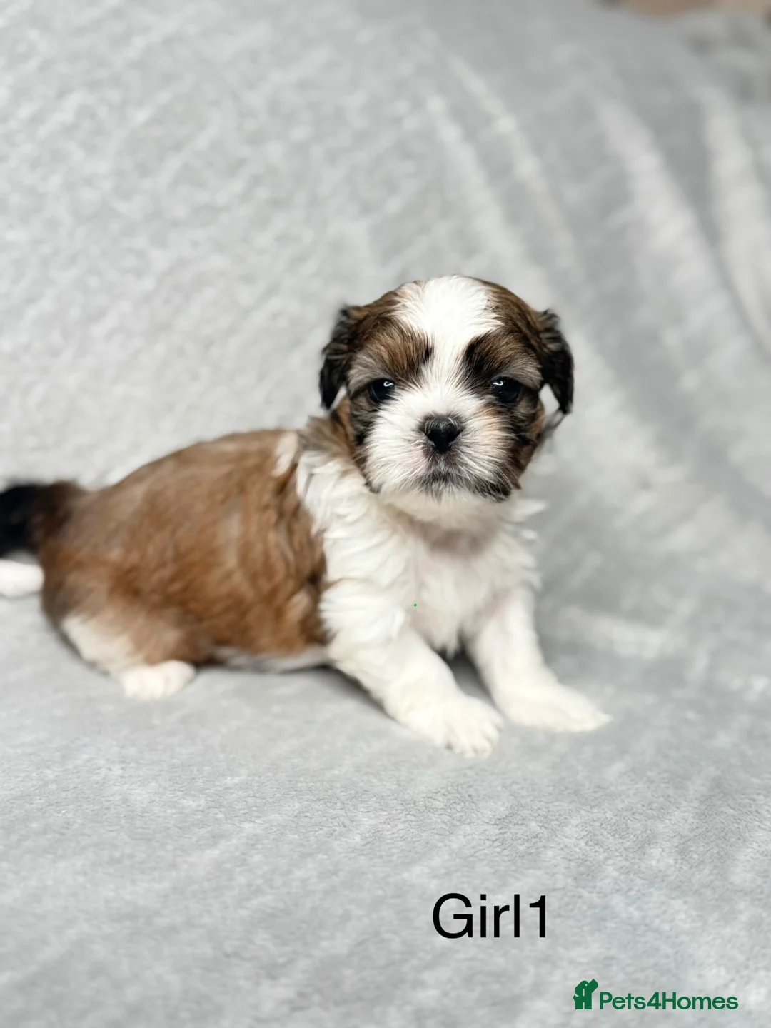 Shih Tzu dogs for sale: Beautiful Shih Tzu Puppies – Boys & Girls in Northampton - Advert 1