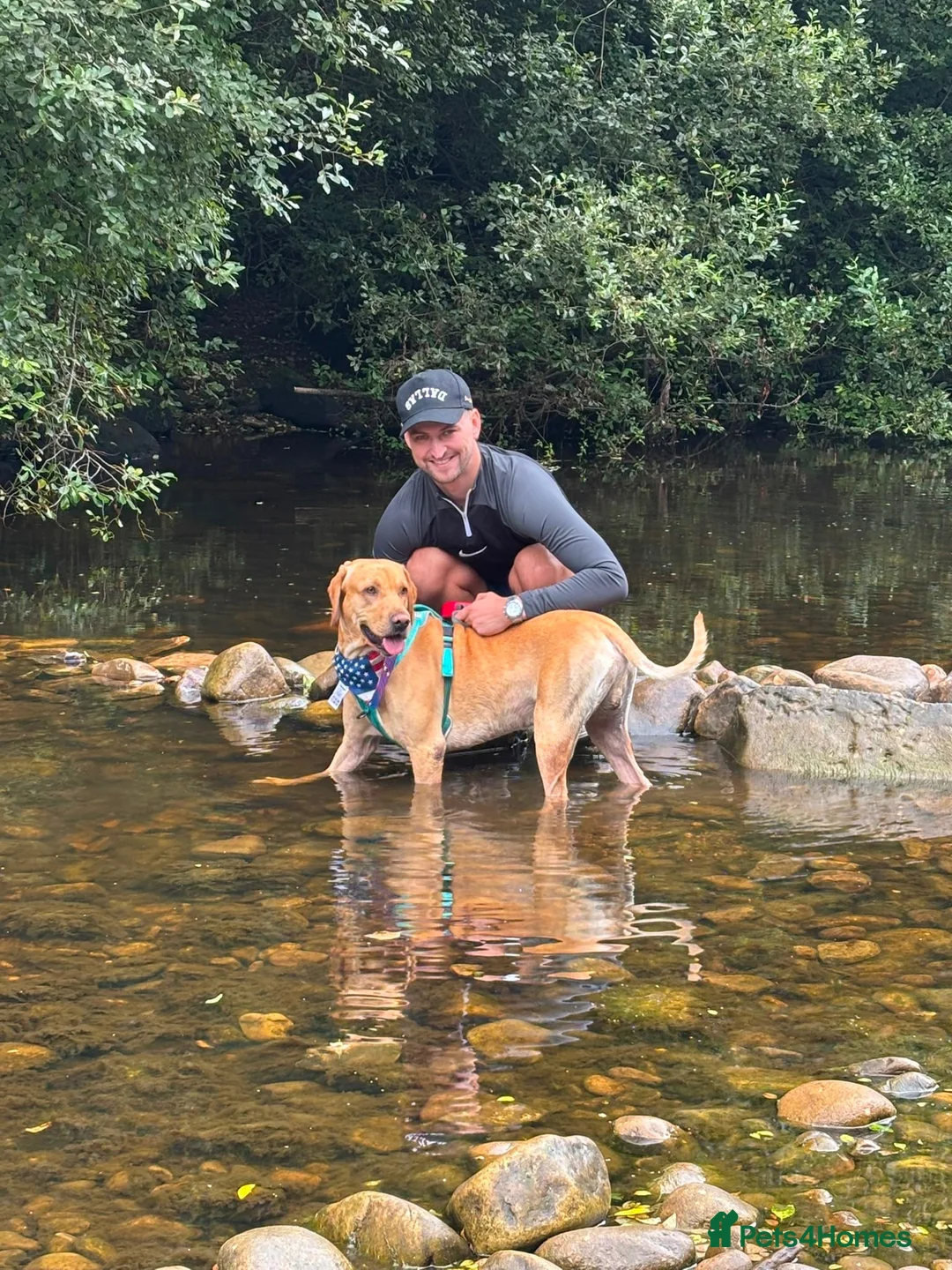 Mixed Breed dogs for stud: Lincoln in Thornton-Cleveleys - Advert 7
