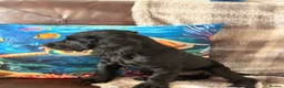 Cocker Spaniel dogs for sale: Working cocker Spaniel 1 Black Boy Left !  - Advert 4