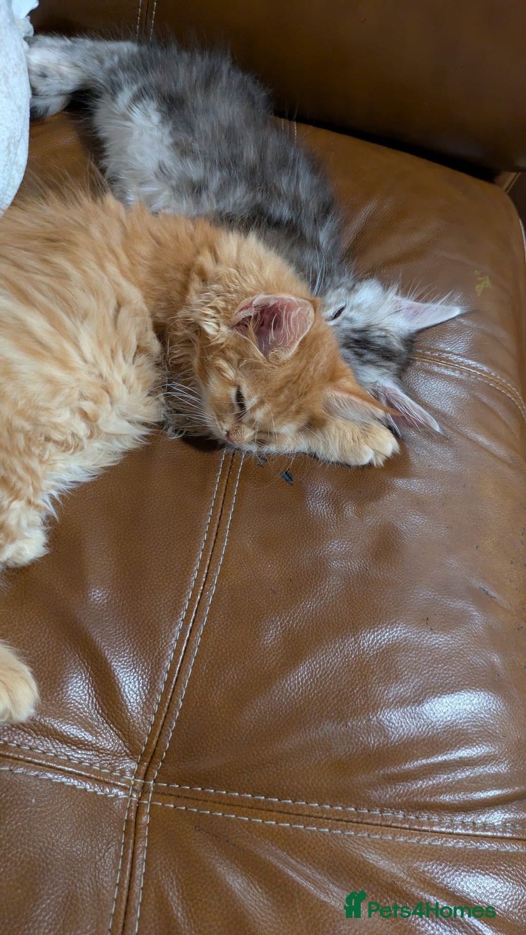 Maine Coon cats for sale: 2 pure mainecoon kittens ready now to leave  - Image 19