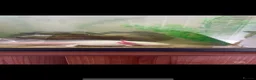 Axolotl reptiles for sale: Adult Axolotl and full setup  - Advert 2