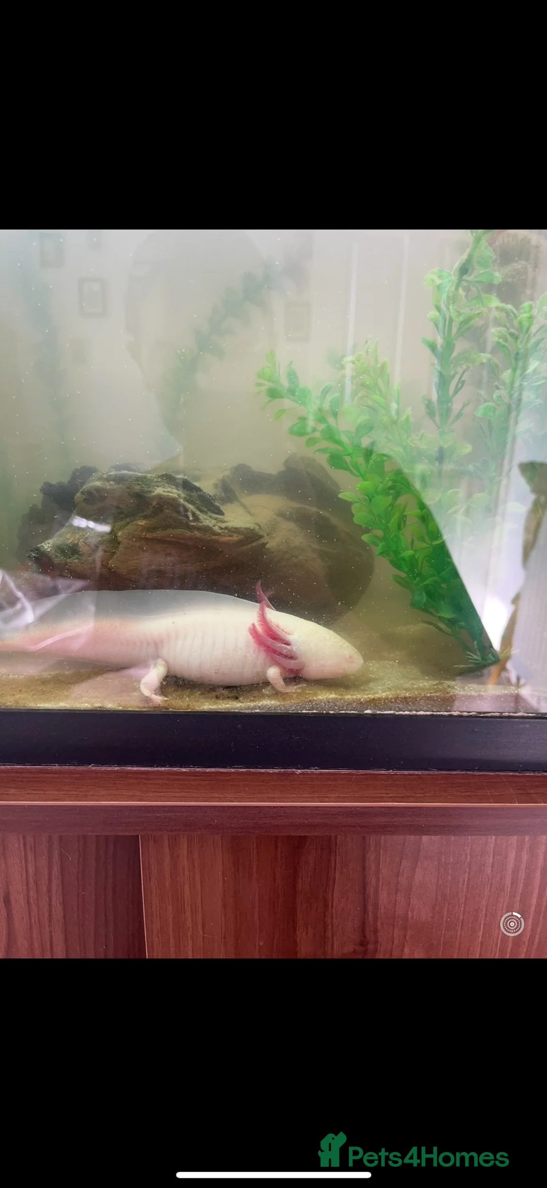 Axolotl reptiles for sale: Adult Axolotl and full setup  - Advert 2