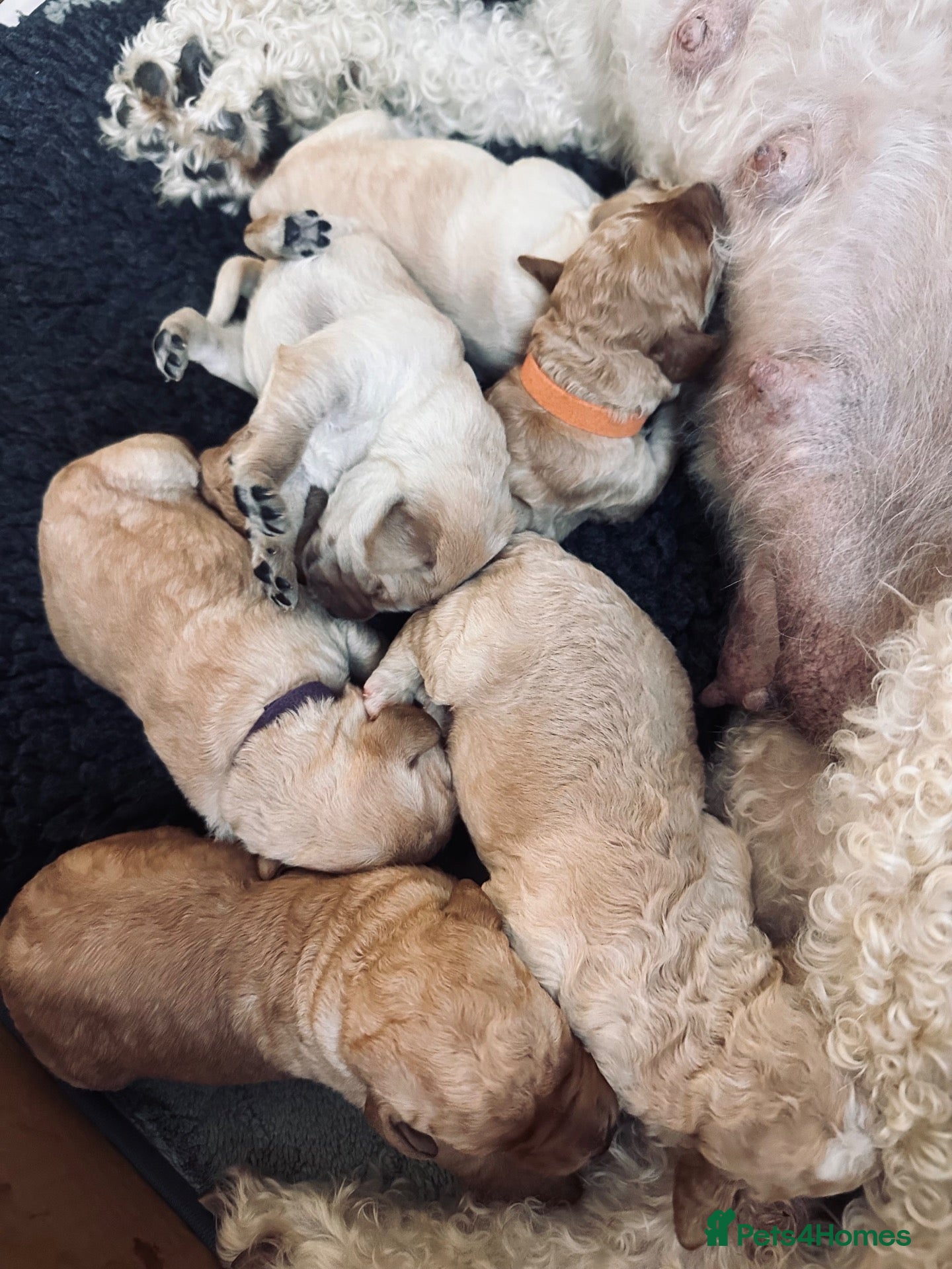 Labradoodle dogs Labradoodle Puppies - Wonderful Temperaments - Advert 2