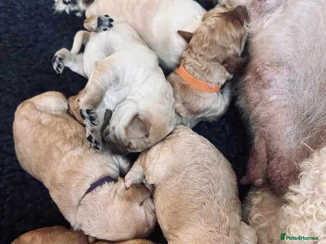 Labradoodle dogs Labradoodle Puppies - Wonderful Temperaments - Advert 2