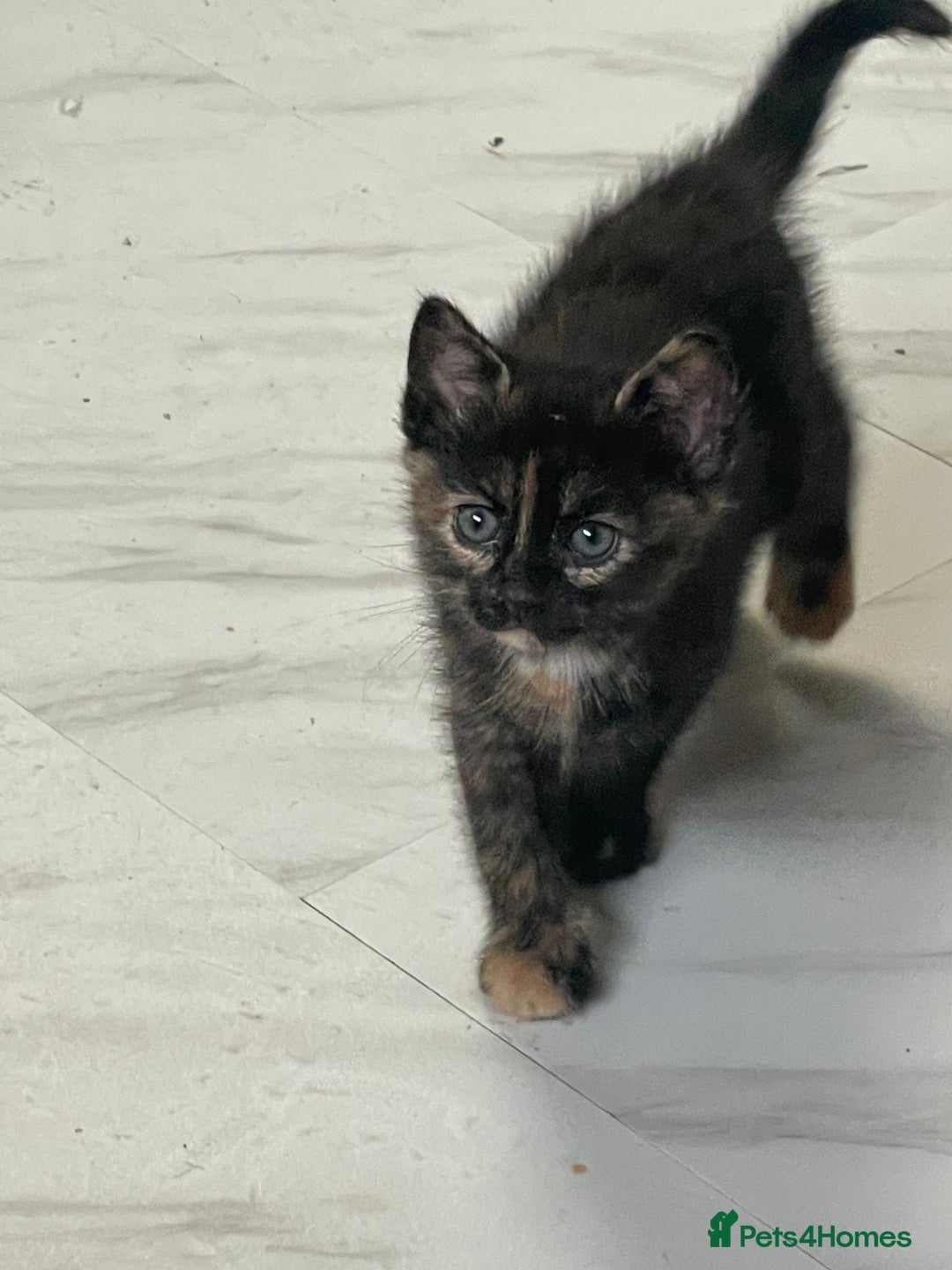 Mixed Breed cats for sale: 4 Beautiful & playful kittens - Advert 6