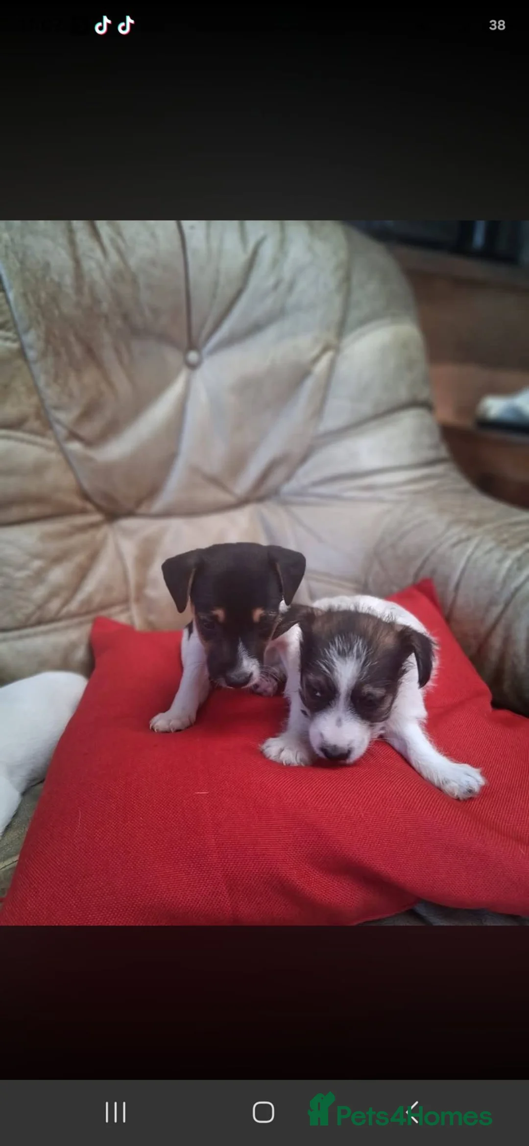 Jack Russell dogs for sale: Beautiful jack russels in Bury Saint Edmunds - Advert 2