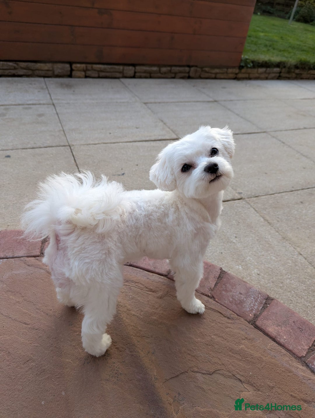 Maltese dogs for stud: KC reg Maltese STUD in Coatbridge - Advert 7