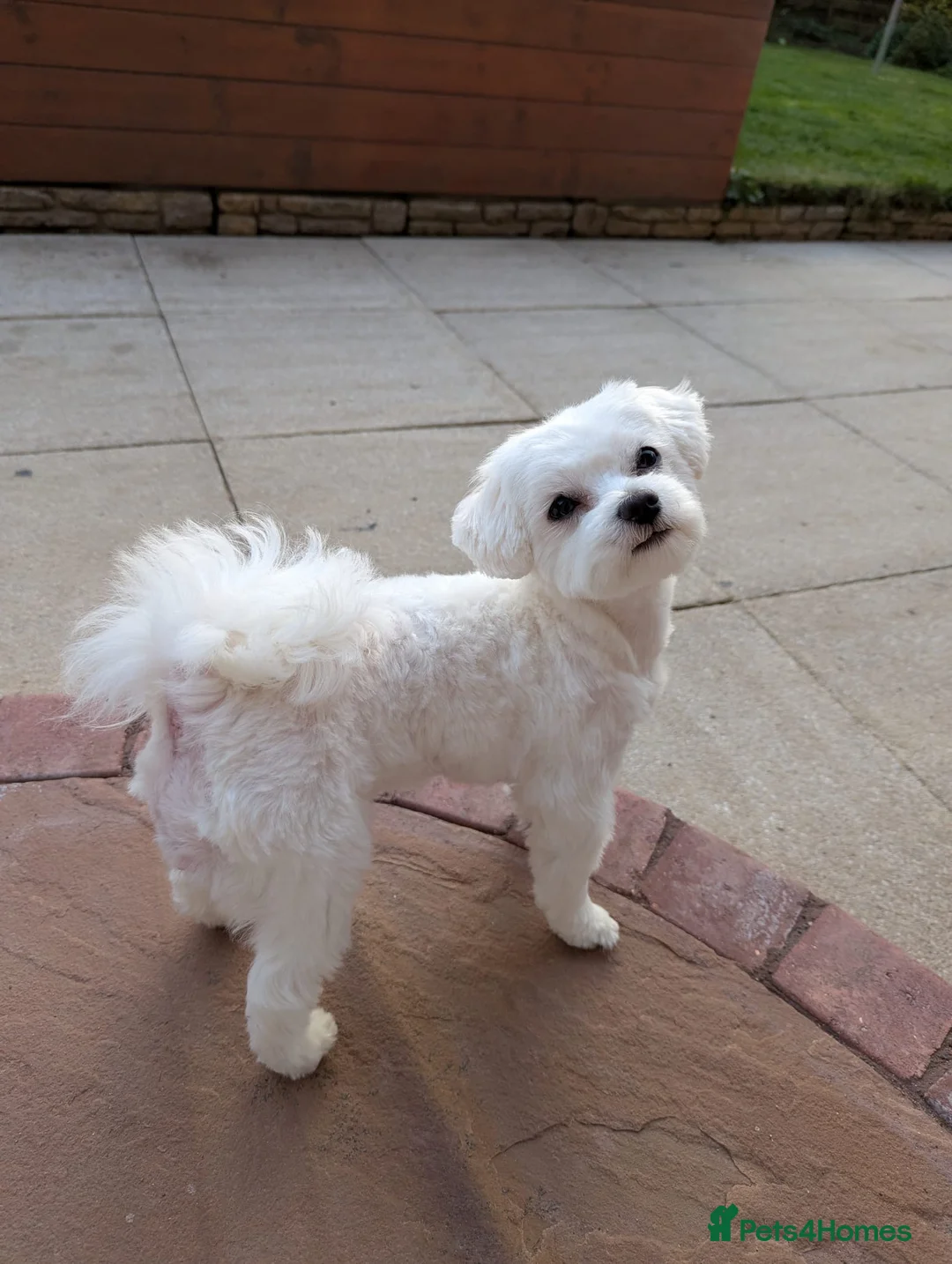 Maltese dogs for stud: KC reg Maltese STUD in Coatbridge - Advert 7