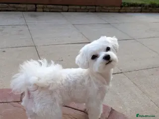 Maltese dogs KC reg Maltese STUD - Advert 3