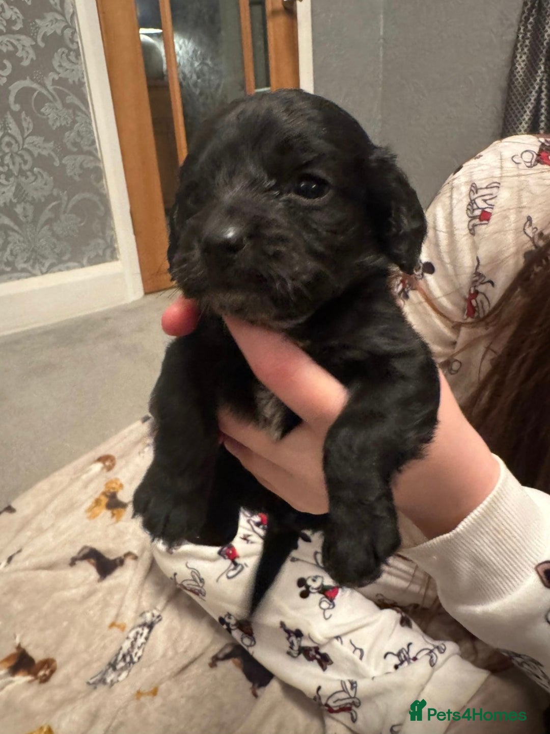 Cockapoo dogs for sale: F2 cockapoo - Advert 2