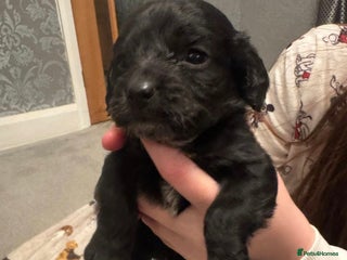 Cockapoo dogs F2 cockapoo - Advert 1